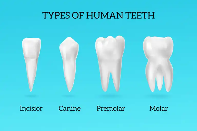 Types of teeth