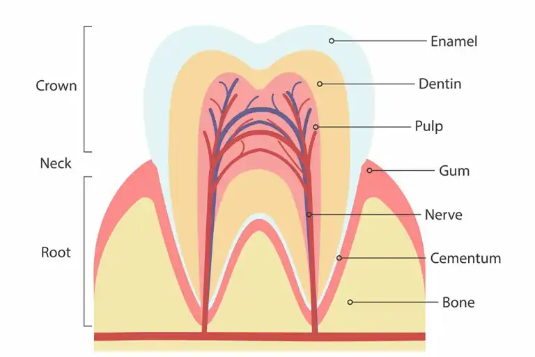 Tooth pulp