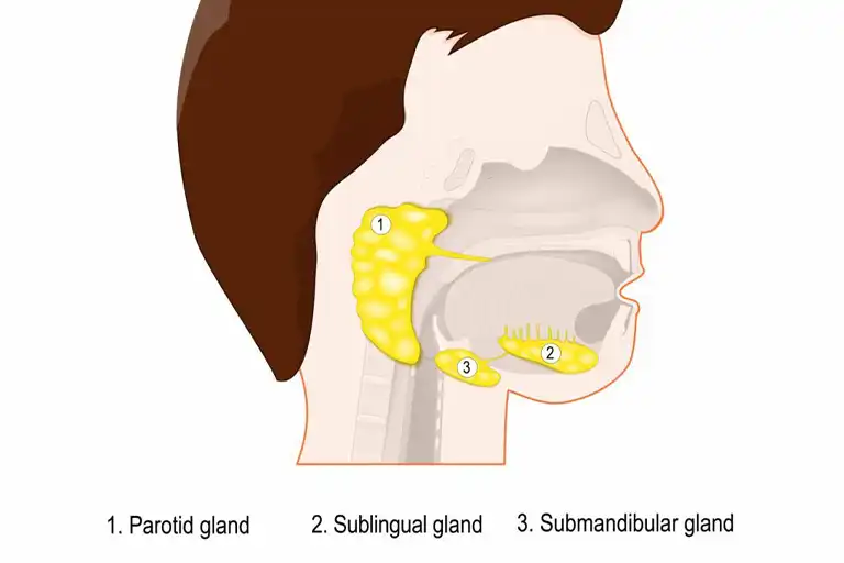 salivary glands function and anatomy